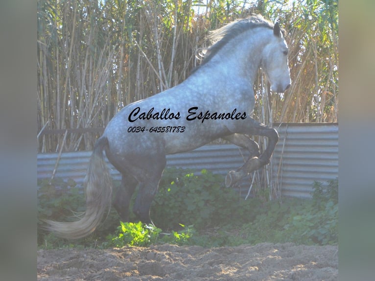 PRE Stallion 6 years 16 hh Gray-Dapple in Vejer de la Frontera