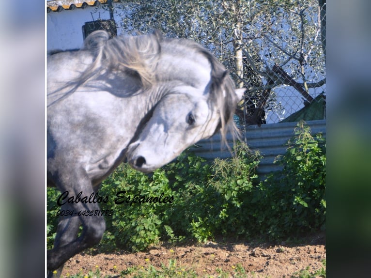 PRE Stallion 6 years 16 hh Gray-Dapple in Vejer de la Frontera