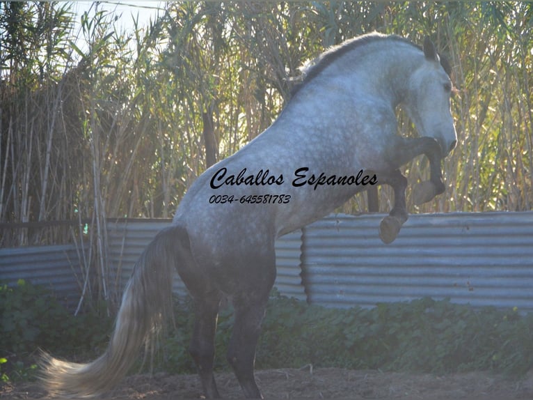 PRE Stallion 6 years 16 hh Gray-Dapple in Vejer de la Frontera