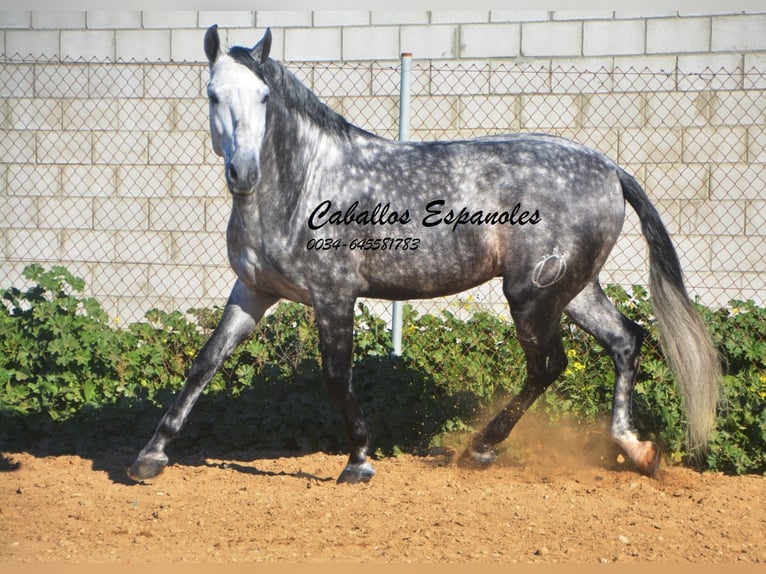 PRE Stallion 6 years 16 hh Gray-Dapple in Vejer de la Frontera