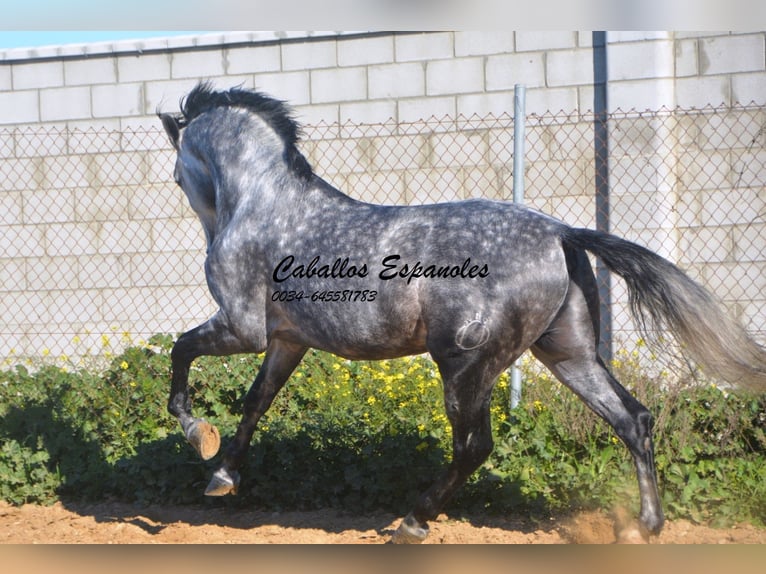 PRE Stallion 6 years 16 hh Gray-Dapple in Vejer de la Frontera