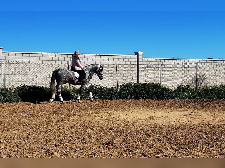 PRE Stallion 6 years 16 hh Gray-Dapple in Vejer de la Frontera