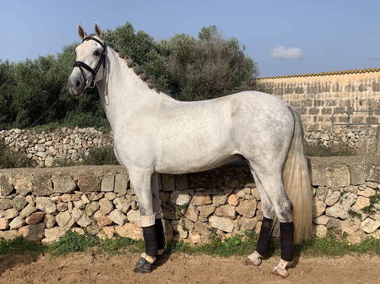PRE Stallion 6 years 16 hh Gray in Ciutadella De MenorcaCiutadella