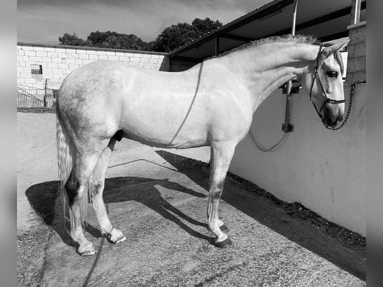 PRE Stallion 6 years 16 hh Gray in Ciutadella De MenorcaCiutadella