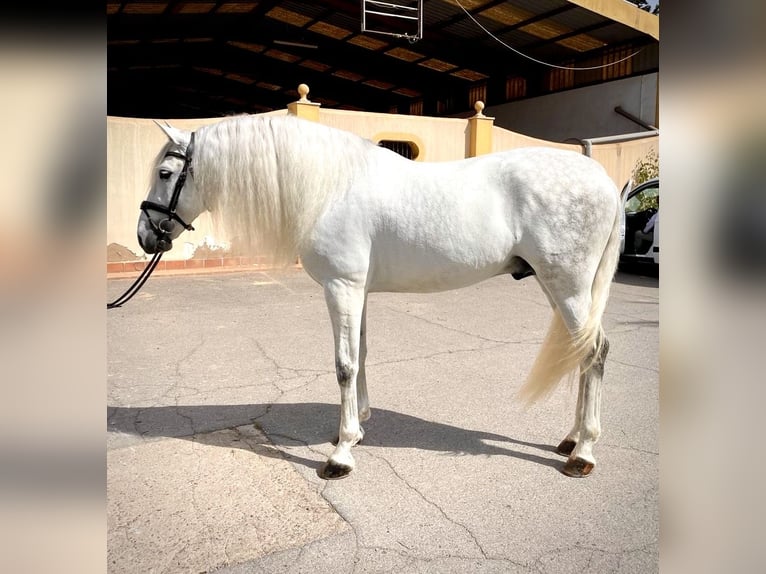 PRE Stallion 6 years 16 hh Gray in Cartagena