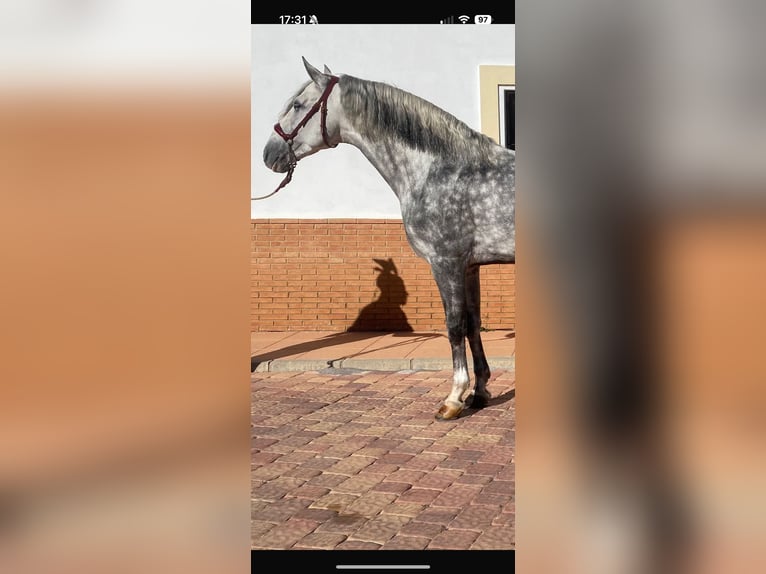 PRE Mix Stallion 6 years 16 hh Gray in Madrid
