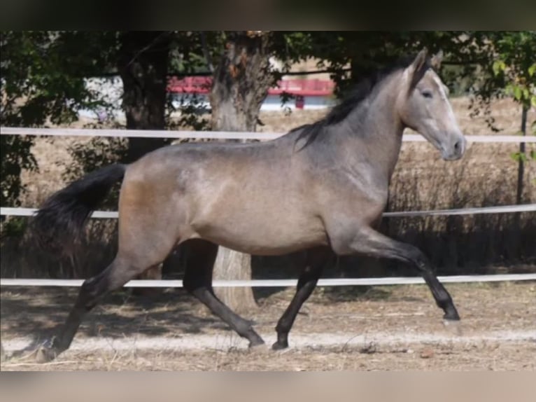 PRE Mix Stallion 6 years 16 hh Gray in Madrid
