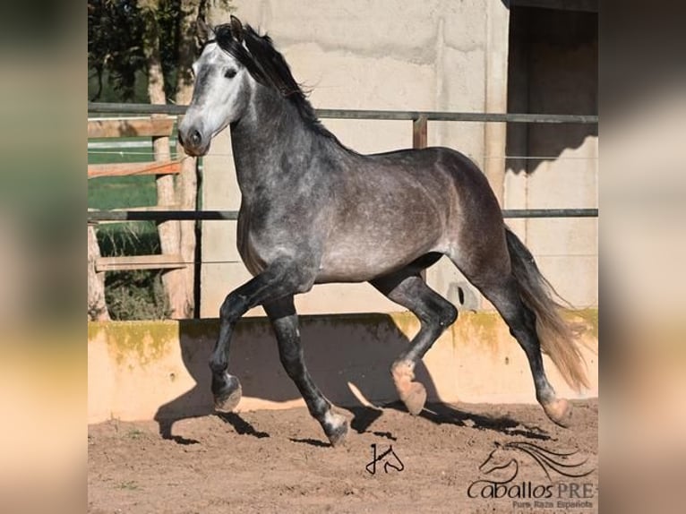 PRE Stallion 6 years 16 hh Gray in Mallorca