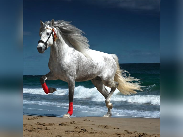 PRE Mix Stallion 6 years 16 hh Grey-Dapple in Jerez