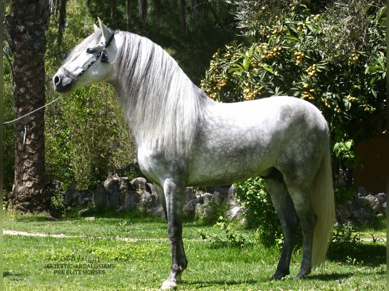 PRE Mix Stallion 6 years 16 hh Grey-Dapple in Jerez