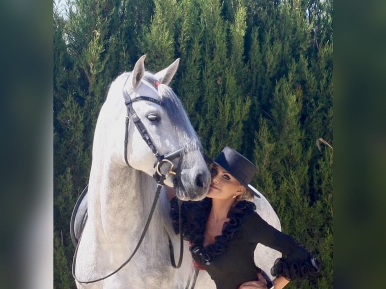 PRE Stallion 6 years 16 hh Grey-Dapple in Jerez