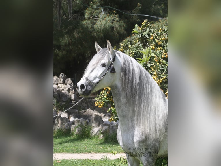 PRE Mix Stallion 6 years 16 hh Grey-Dapple in Jerez