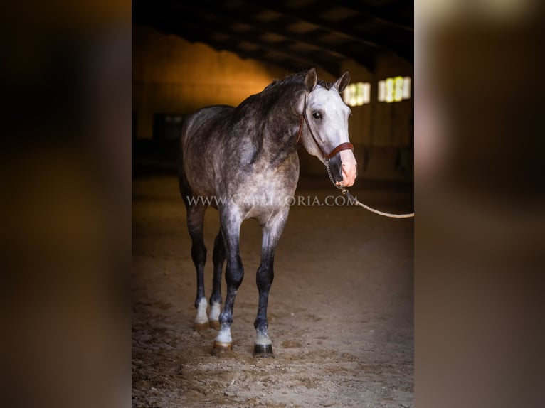 PRE Stallion 6 years 16 hh Grey-Dapple in Rafelguaraf