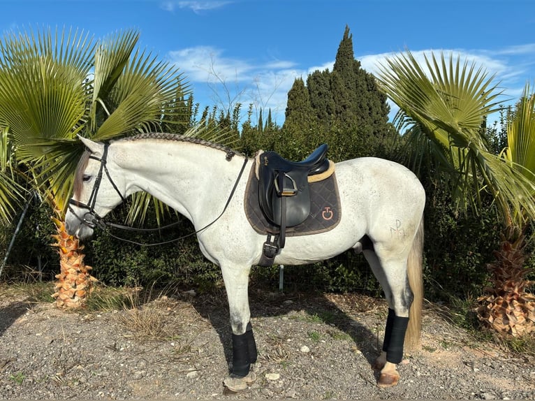 PRE Mix Stallion 6 years 16 hh Grey-Dapple in Martfeld