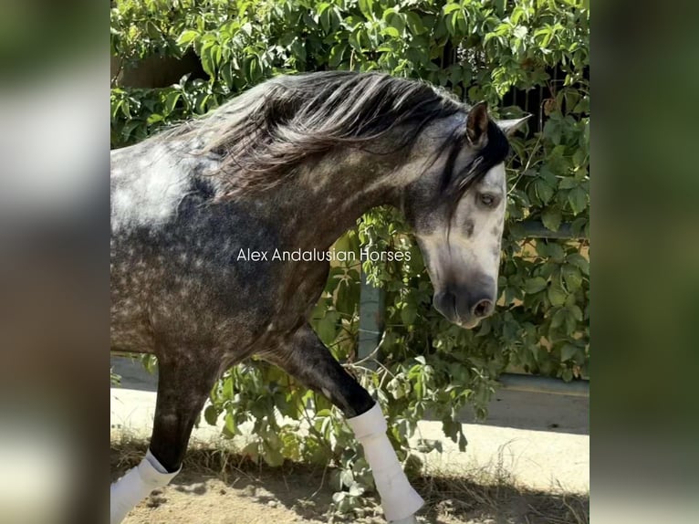 PRE Mix Stallion 6 years 16 hh Grey-Dapple in Sevilla