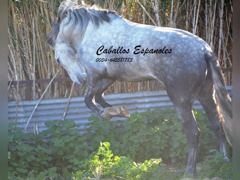 PRE Stallion 6 years 16 hh Grey-Dapple in Vejer de la Frontera