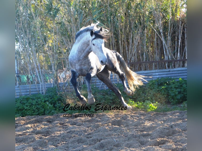 PRE Stallion 6 years 16 hh Grey-Dapple in Vejer de la Frontera