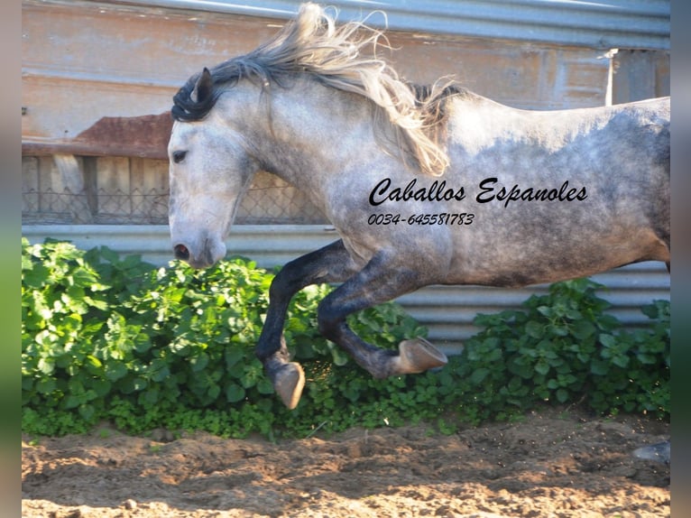 PRE Stallion 6 years 16 hh Grey-Dapple in Vejer de la Frontera