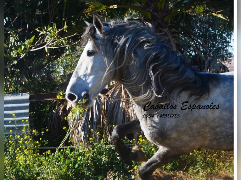 PRE Stallion 6 years 16 hh Grey-Dapple in Vejer de la Frontera