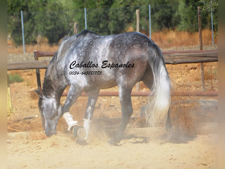PRE Stallion 6 years 16 hh Grey-Dapple in Vejer de la Frontera
