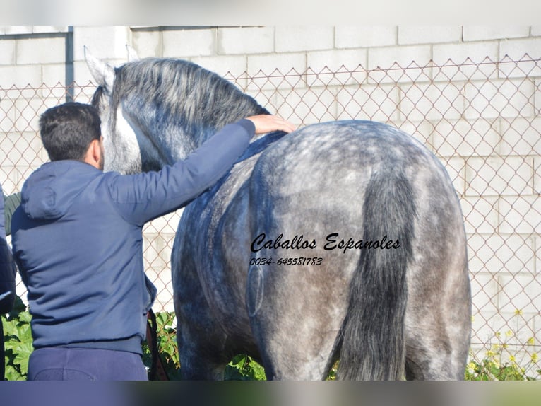 PRE Stallion 6 years 16 hh Grey-Dapple in Vejer de la Frontera