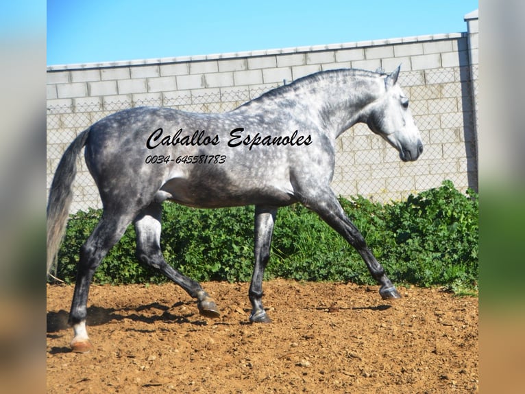 PRE Stallion 6 years 16 hh Grey-Dapple in Vejer de la Frontera