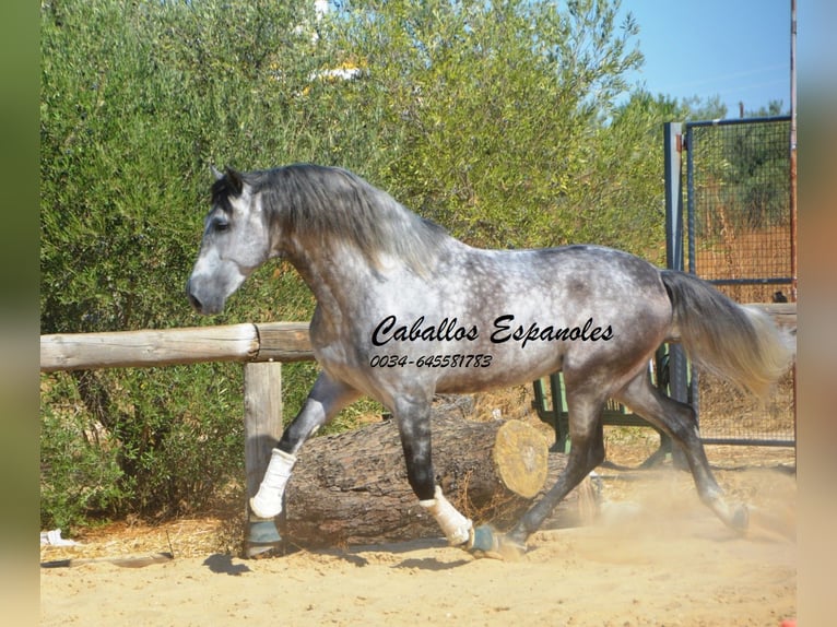 PRE Stallion 6 years 16 hh Grey-Dapple in Vejer de la Frontera