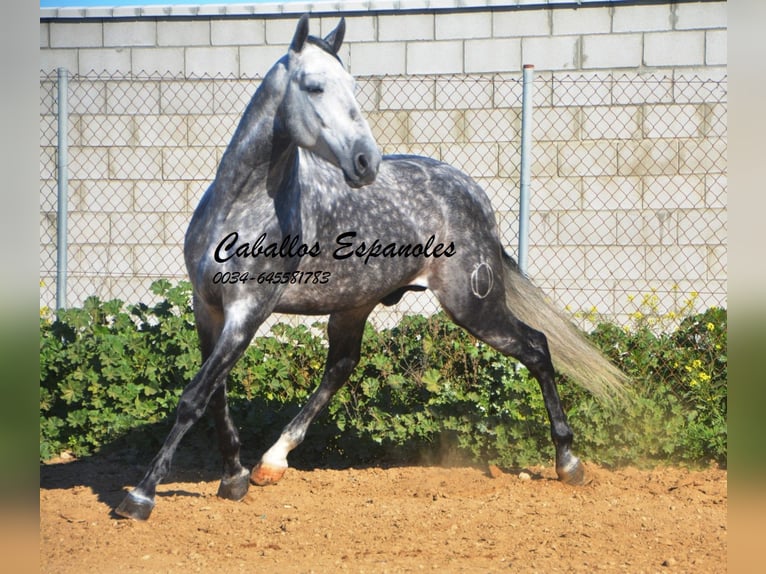 PRE Stallion 6 years 16 hh Grey-Dapple in Vejer de la Frontera