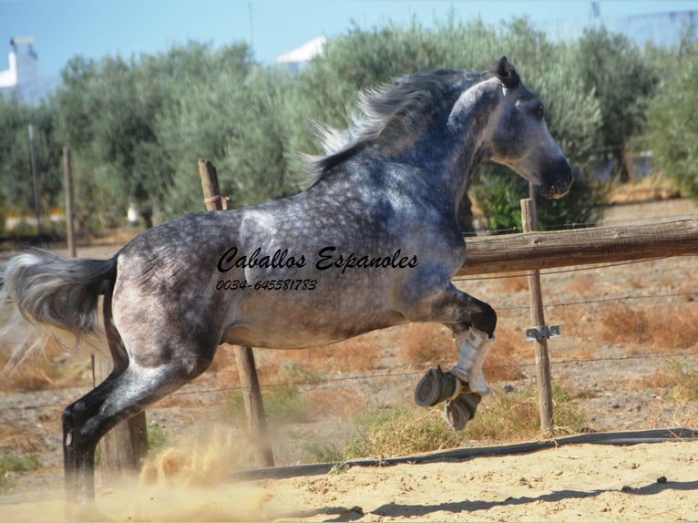 PRE Stallion 6 years 16 hh Grey-Dapple in Vejer de la Frontera