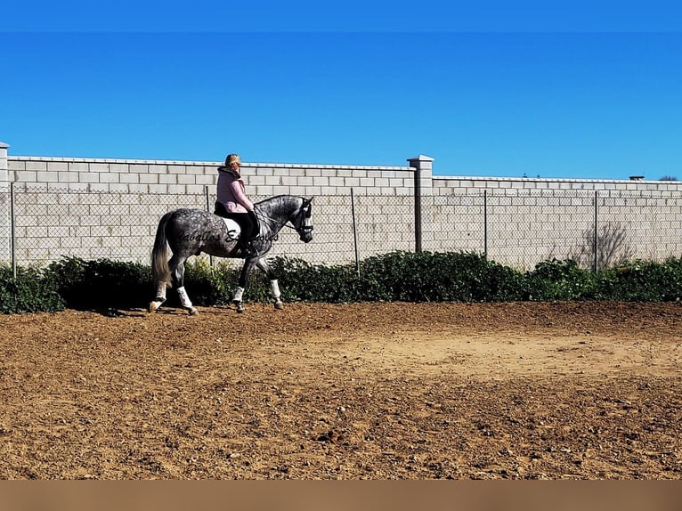 PRE Stallion 6 years 16 hh Grey-Dapple in Vejer de la Frontera