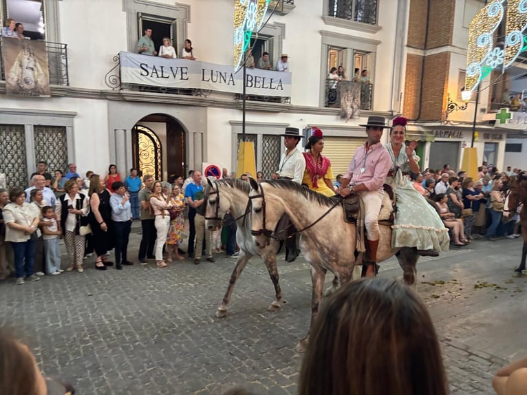 PRE Mix Stallion 6 years 16 hh Grey in Villanueva De Cordoba