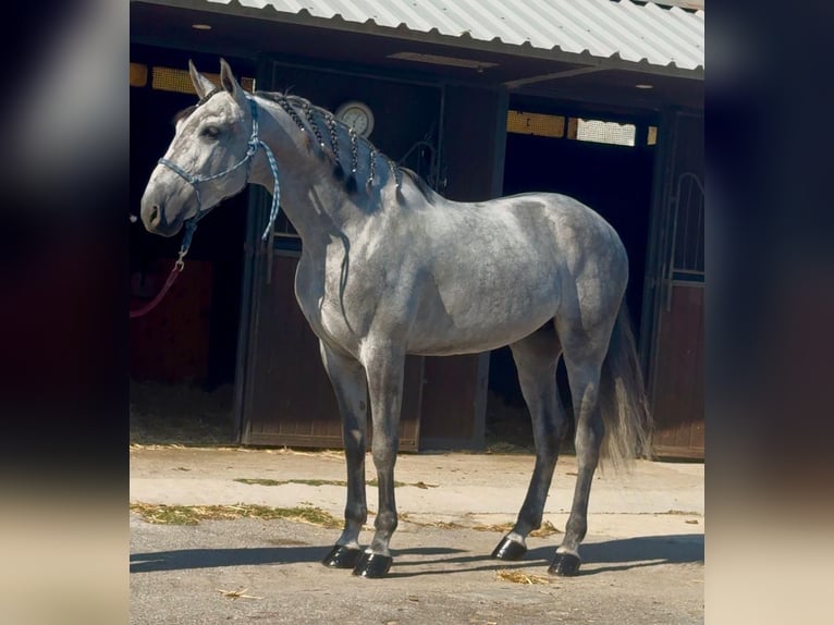 PRE Mix Stallion 6 years 16 hh Grey in Vilanova I La Geltru