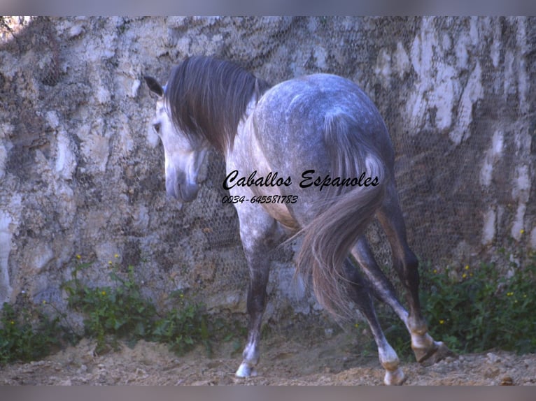 PRE Mix Stallion 6 years 16 hh Grey in Vejer de la Frontera