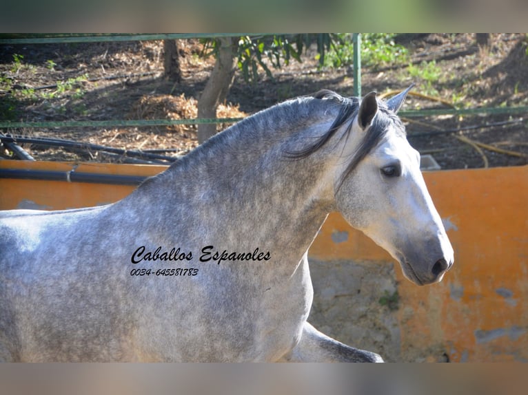 PRE Mix Stallion 6 years 16 hh Grey in Vejer de la Frontera