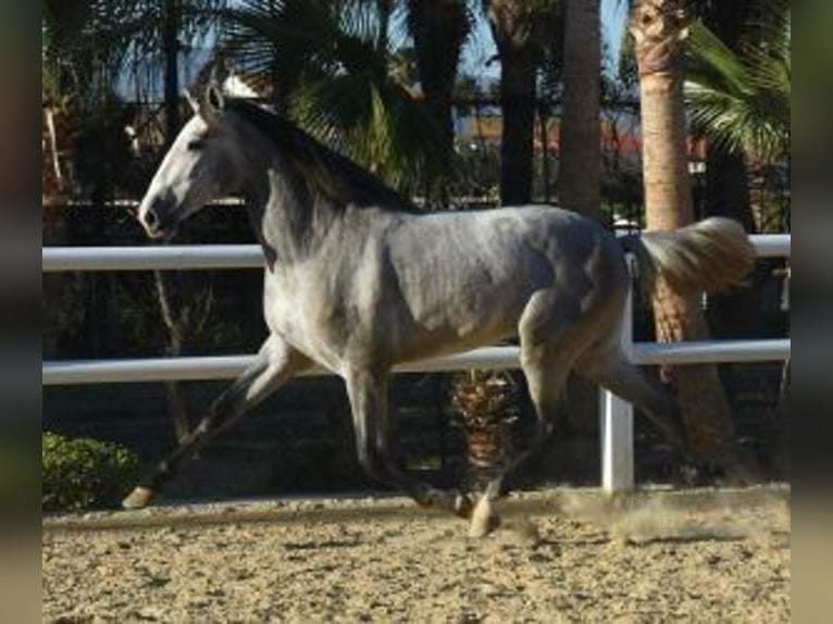 PRE Mix Stallion 6 years 16 hh Grey in Gijon