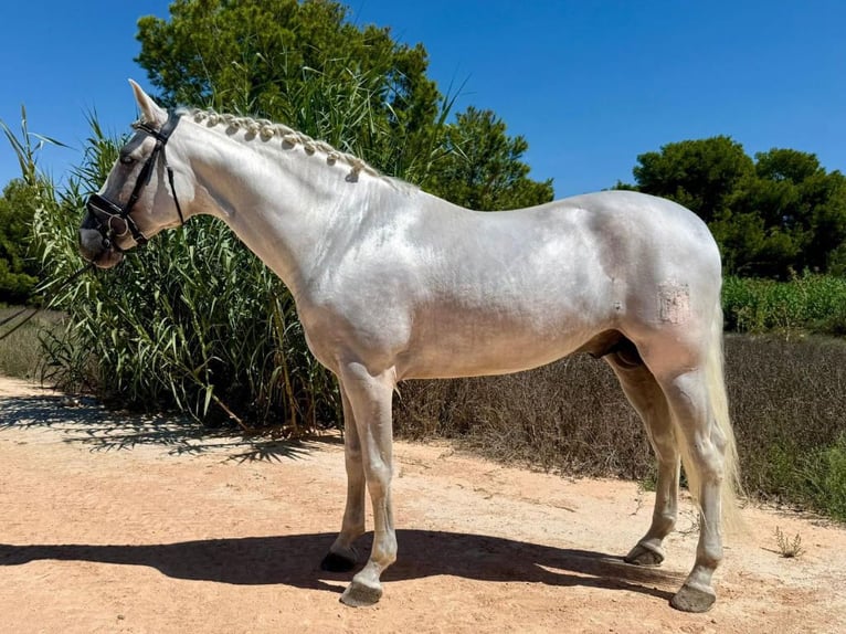 PRE Mix Stallion 6 years 16 hh Grey in Navas Del Madro&#xF1;o