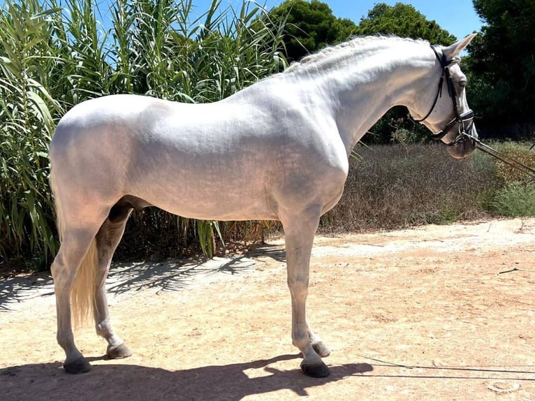 PRE Mix Stallion 6 years 16 hh Grey in Navas Del Madro&#xF1;o