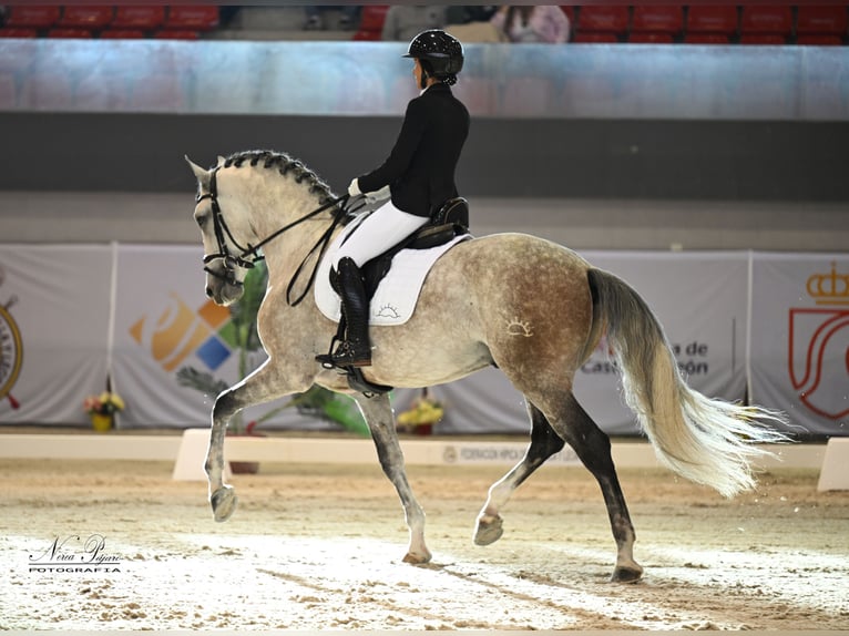PRE Mix Stallion 6 years 16 hh Grey in El Catllar