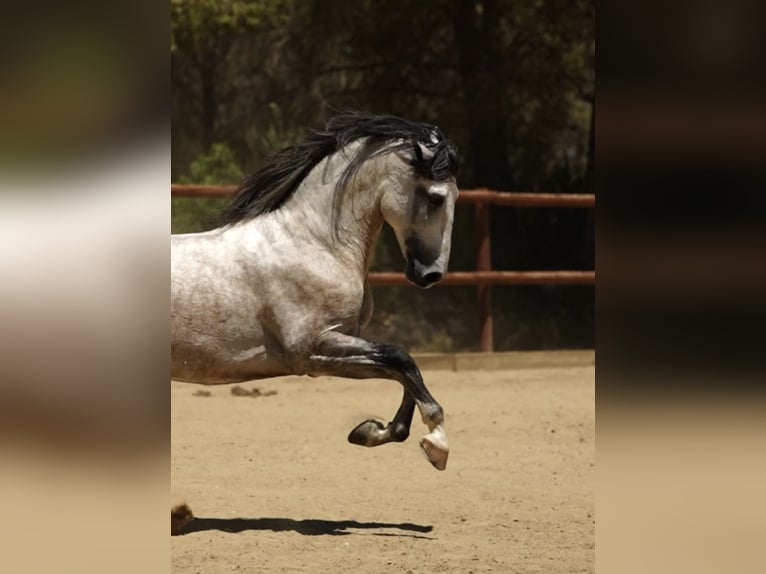 PRE Mix Stallion 6 years 16 hh Grey in El Catllar