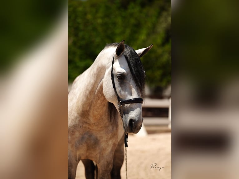 PRE Mix Stallion 6 years 16 hh Grey in El Catllar