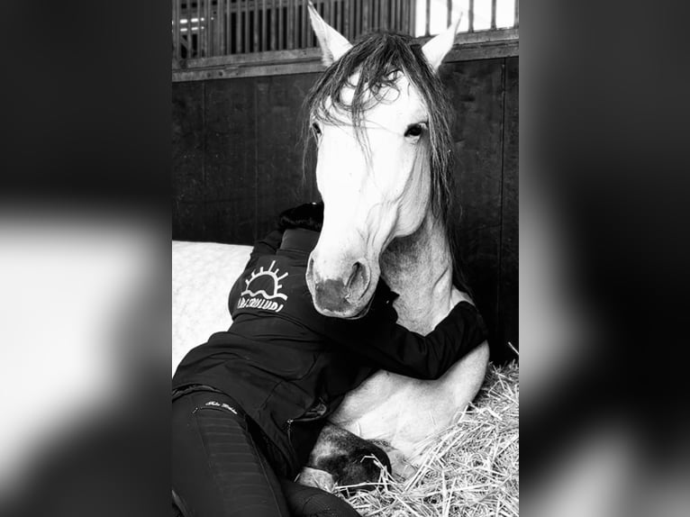 PRE Mix Stallion 6 years 16 hh Grey in El Catllar