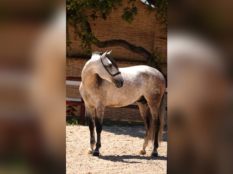 PRE Mix Stallion 6 years 16 hh Grey in El Catllar