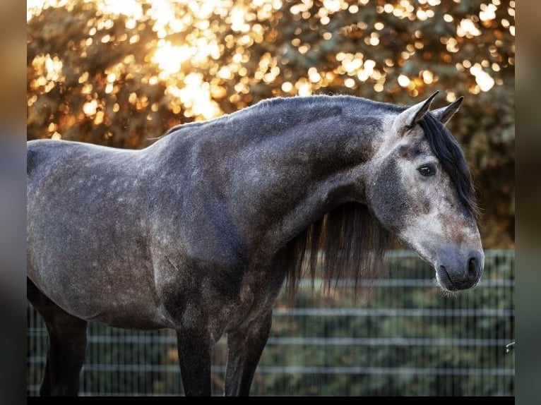 PRE Stallion 6 years 16 hh Grey in Roßdorf