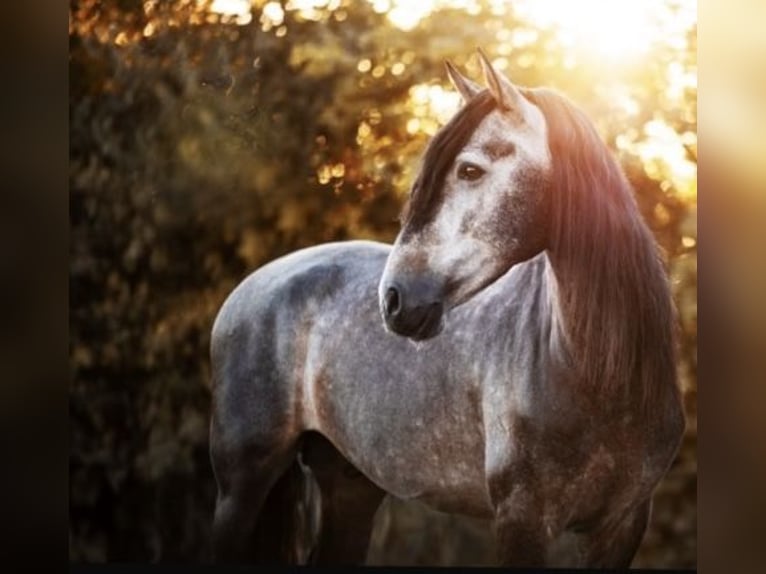 PRE Stallion 6 years 16 hh Grey in Roßdorf