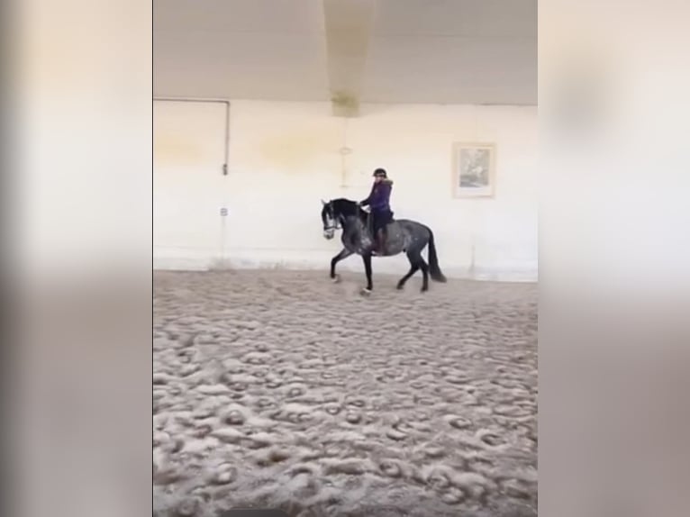 PRE Stallion 6 years 16 hh Grey in Roßdorf