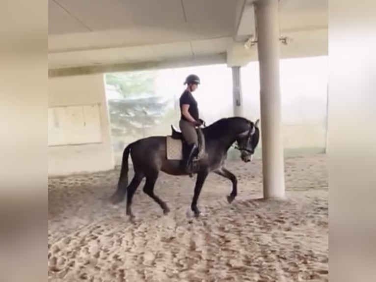 PRE Stallion 6 years 16 hh Grey in Roßdorf