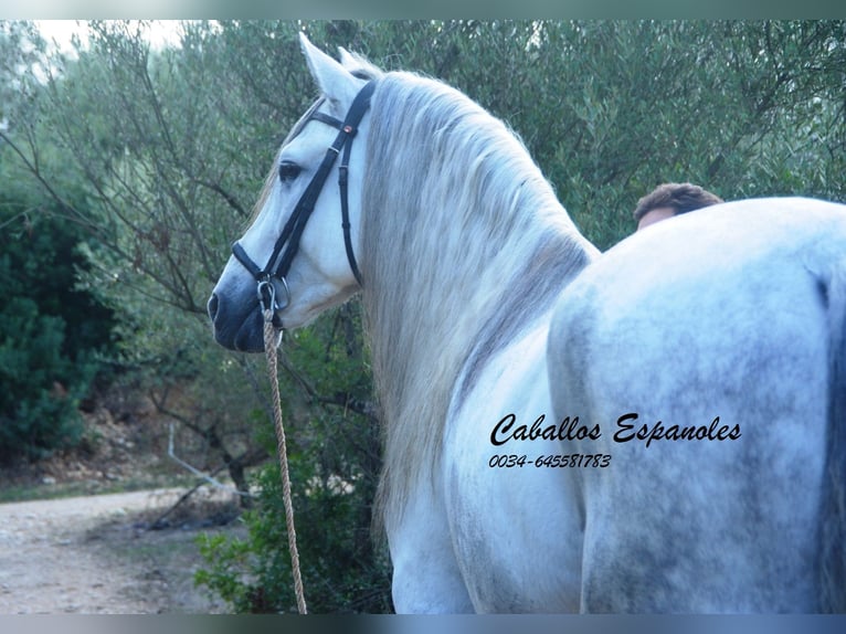 PRE Stallion 6 years 16 hh Grey in Vejer de la Frontera