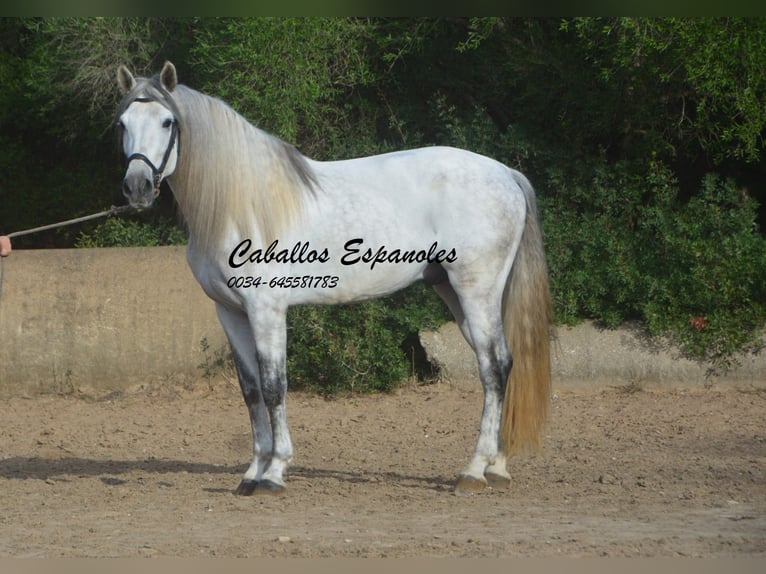 PRE Stallion 6 years 16 hh Grey in Vejer de la Frontera