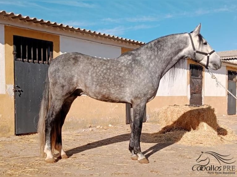 PRE Stallion 6 years 16 hh Grey in Madrid