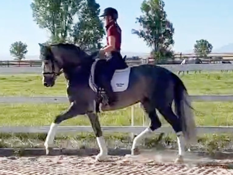 PRE Mix Stallion 6 years 16 hh Grey in Navas Del Madro&#xF1;o